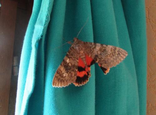 Réf. 195 788 : Catocala elocata